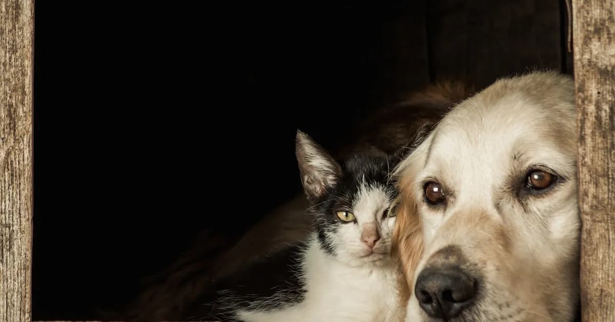 Identificando la vejez en perros y gatos: síntomas y cuidados necesarios