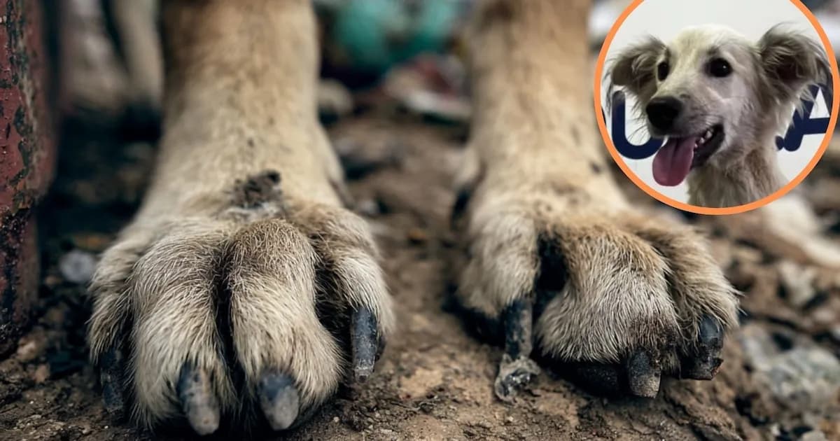 Un perro gravemente herido fue abandonado en Barranquilla: la comunidad exige justicia