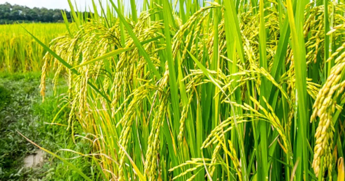 El Gobierno de Colombia aclara las medidas de emergencia económica y su impacto en la propiedad