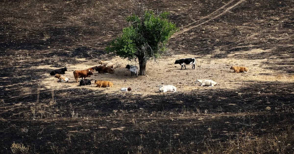 31 ONG crean la Alianza por la Restauración de la Naturaleza en España