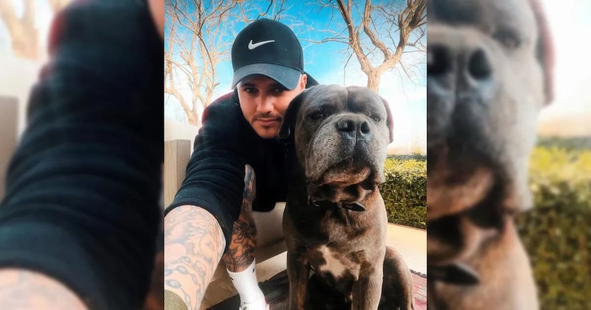 El imponente Tano: el perro guardaespaldas de Mauro Icardi que se volvió viral