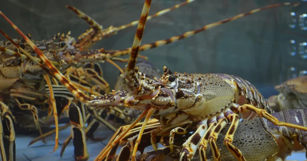 El secreto de la longevidad de las langostas según el biólogo Mario Alonso