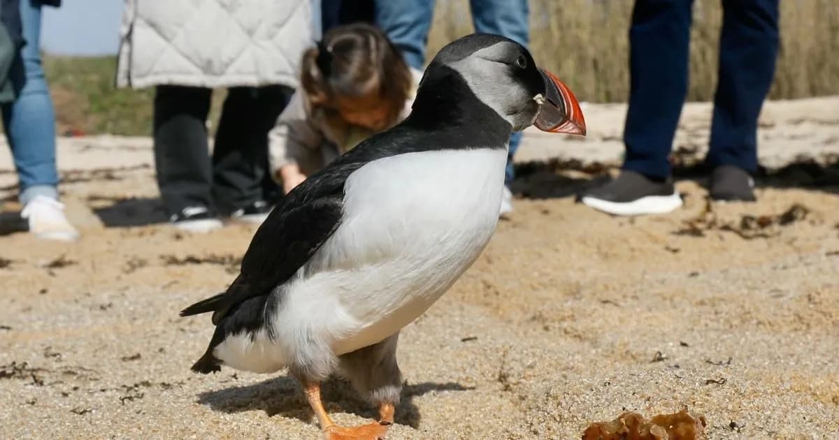 Frailecillos heridos regresan al mar tras los temporales en España