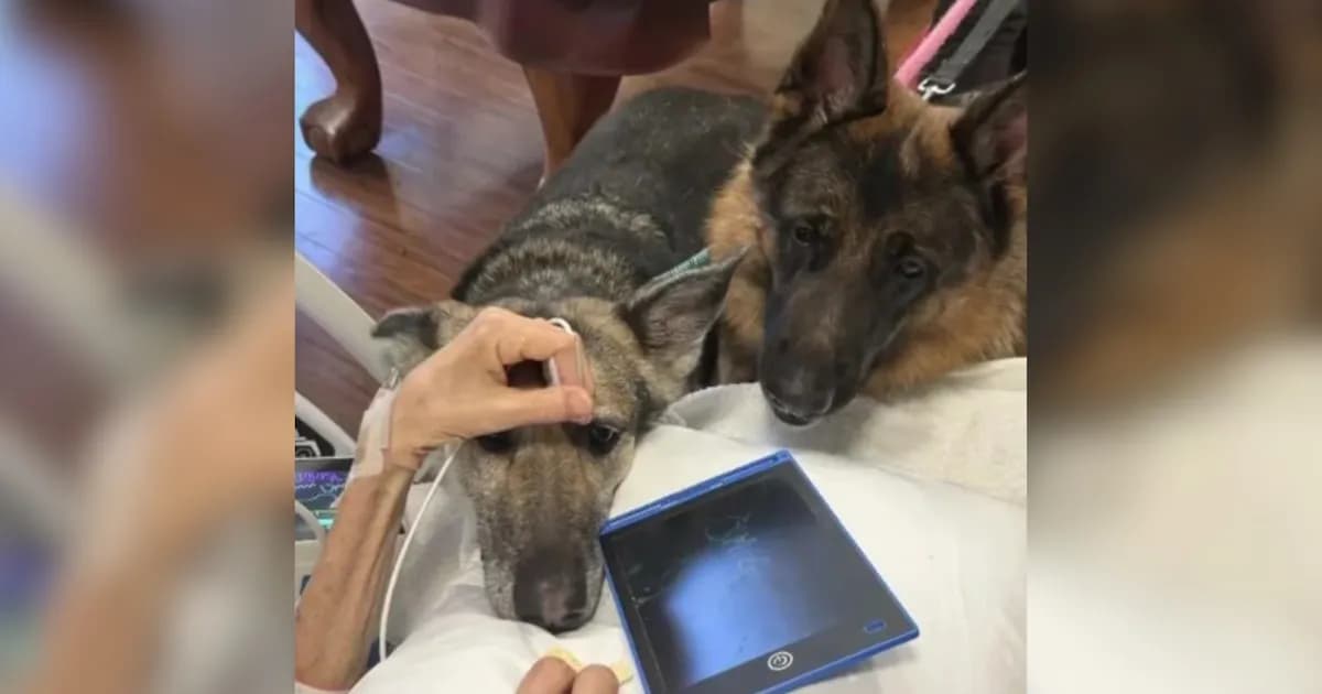 Despedida conmovedora impulsa adopción de perros en Nueva York tras fallecimiento de su dueño