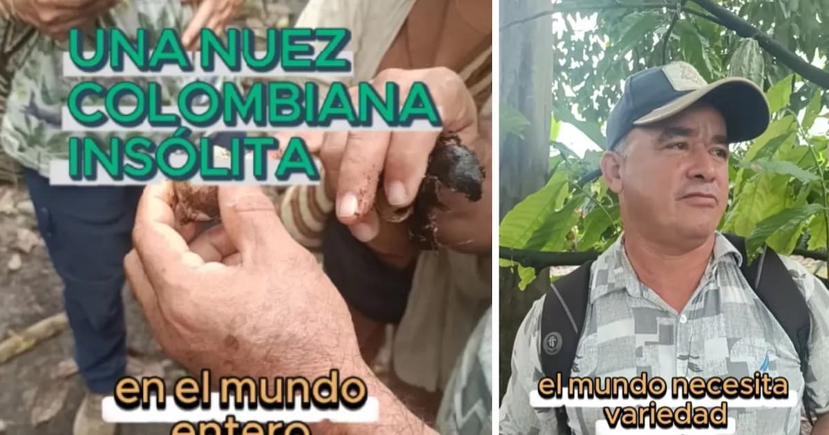 Cacay: La nuez colombiana que promete revolucionar la alimentación mundial