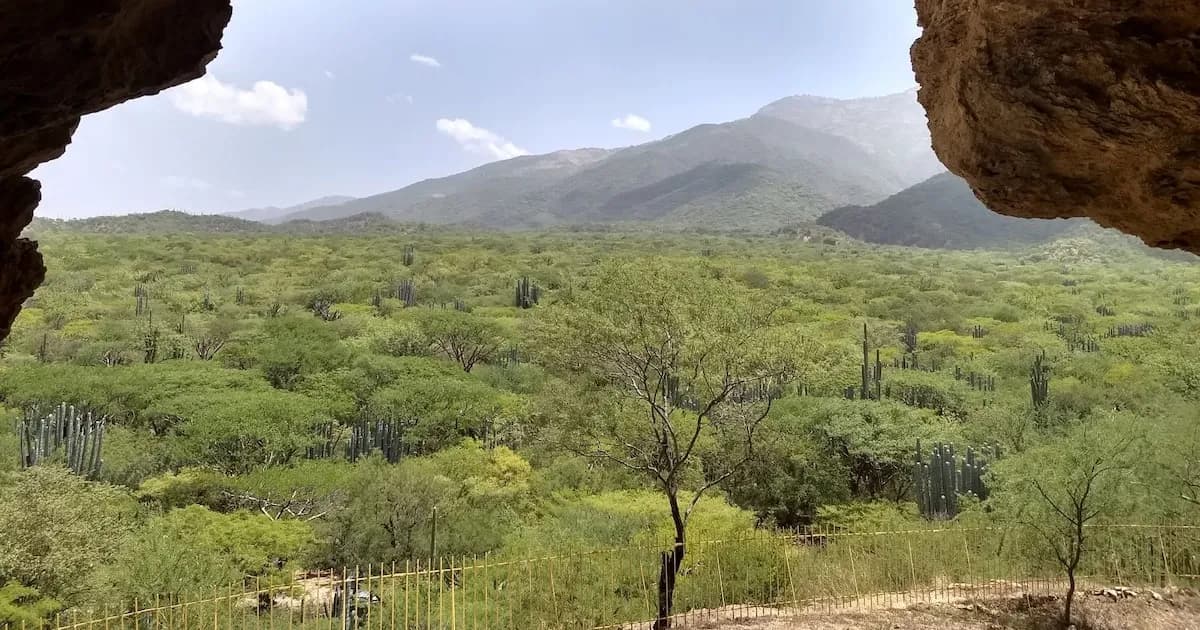 Revelan el origen del maíz en Tehuacán y su impacto en la agricultura mesoamericana