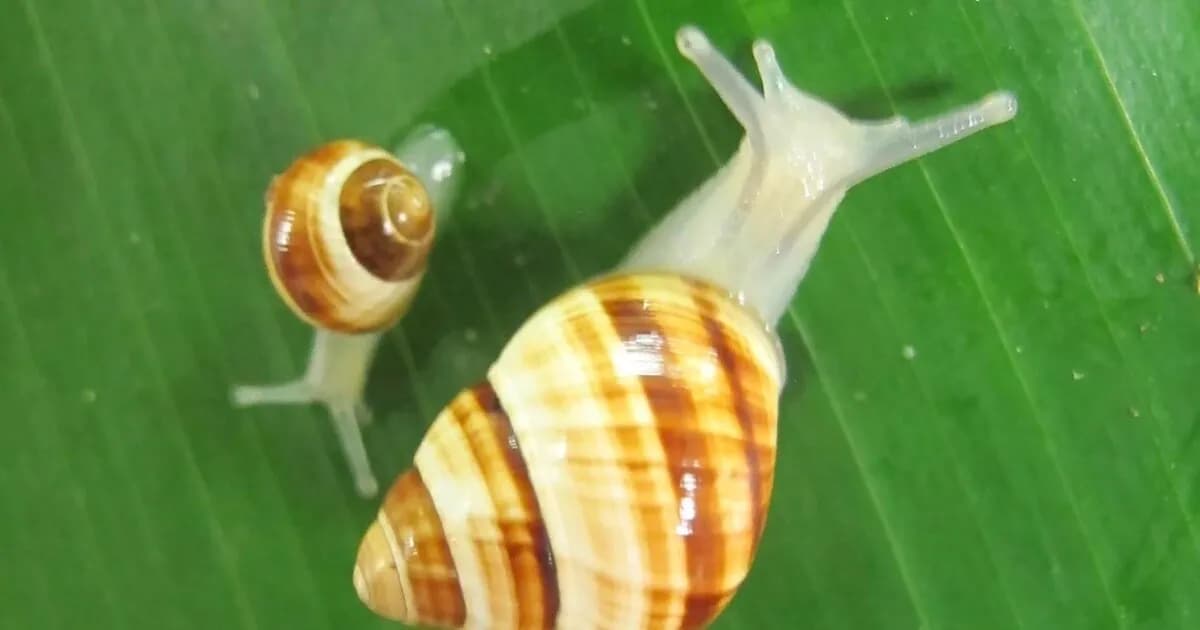 Un caracol vuelve a Hawái tras 30 años: un hito en la conservación de la biodiversidad