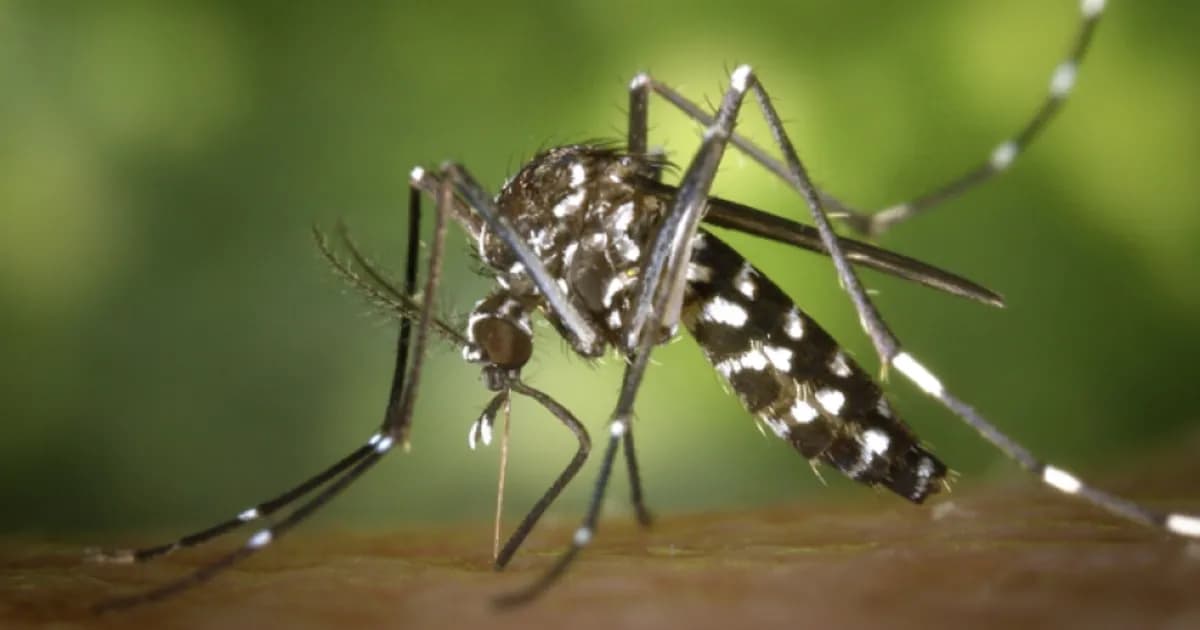 Acciones conjuntas para combatir el brote de Chikungunya en Salta y Tarija