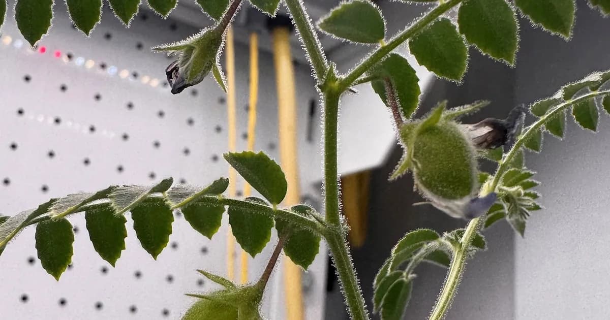 Científicos logran cultivar garbanzos en condiciones lunares para la agricultura espacial