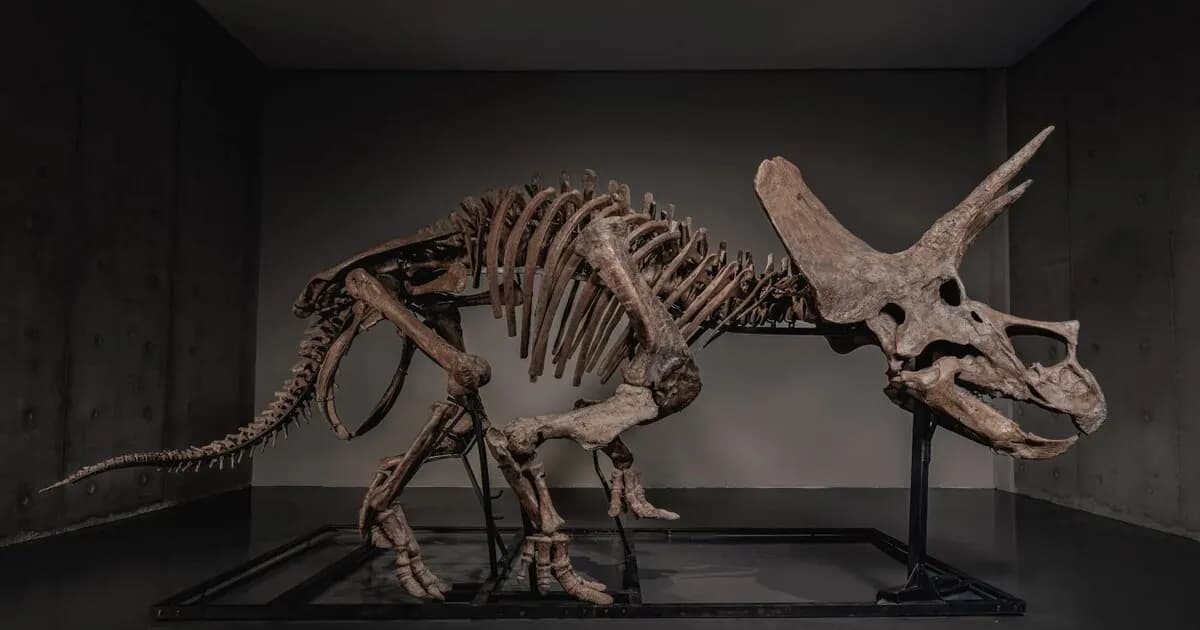 Un esqueleto de Triceratops de 66 millones de años saldrá a subasta tras 30 años en un museo