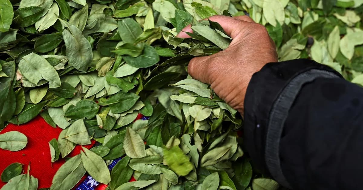 Bolivia retoma la erradicación de cultivos de coca tras un año de inactividad