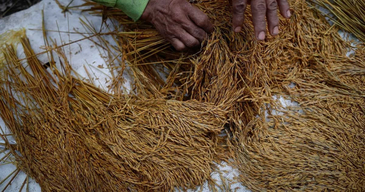 El envejecimiento de productores agropecuarios en Panamá plantea desafíos críticos