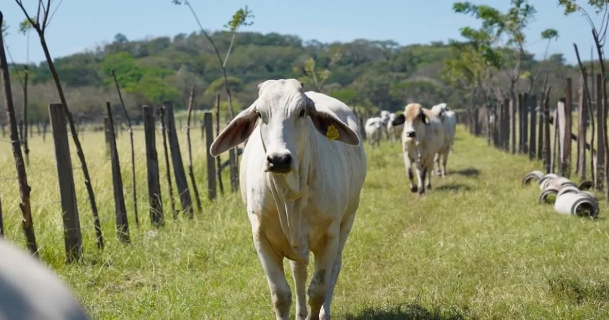 Brote de rabia paralítica bovina en Costa Rica: ocho animales fallecidos