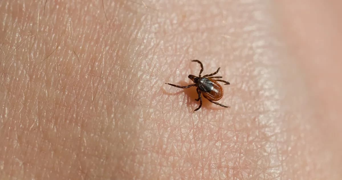 Confirman muerte de adolescente por reacción alérgica a la carne tras picadura de garrapata