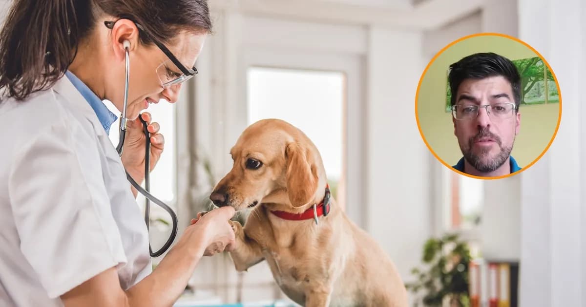 Consejos para aliviar la artrosis en perros con omega-3, según un veterinario experto