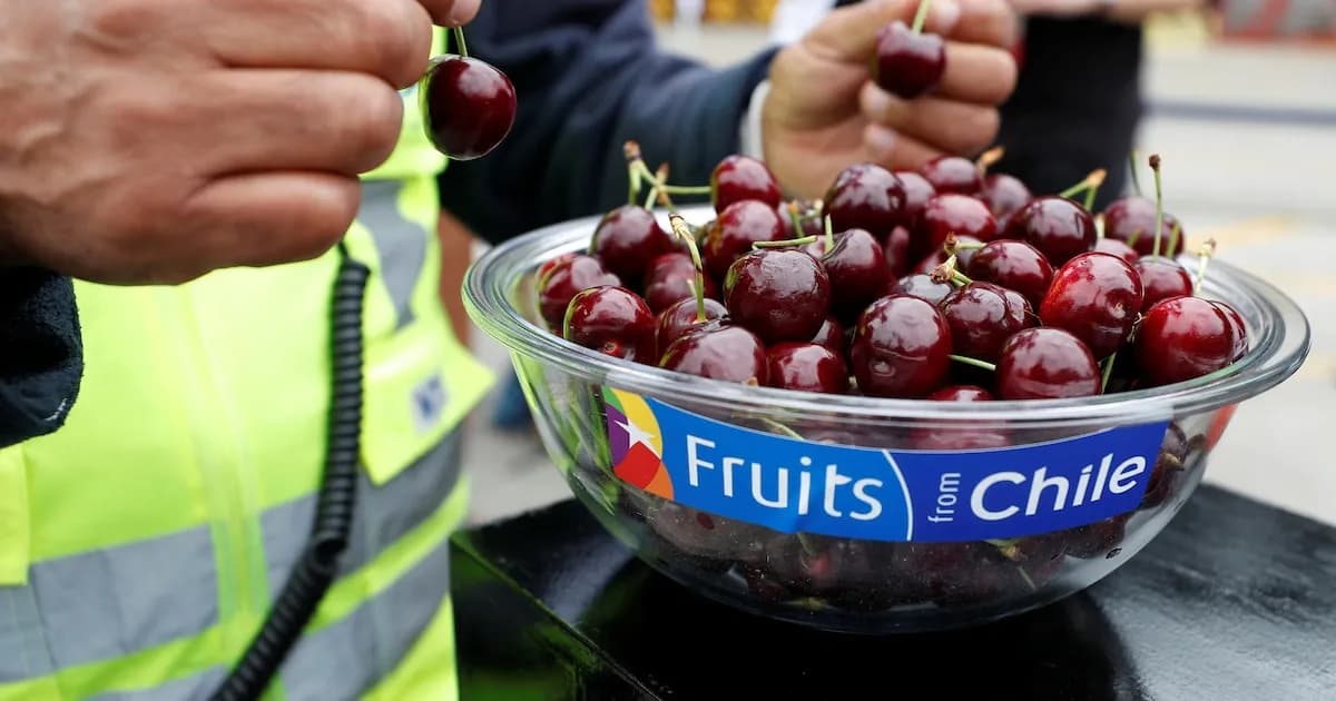 Crisis en la Cereza Chilena: Proponen Erradicar 30.000 Hectáreas para Salvar el Sector