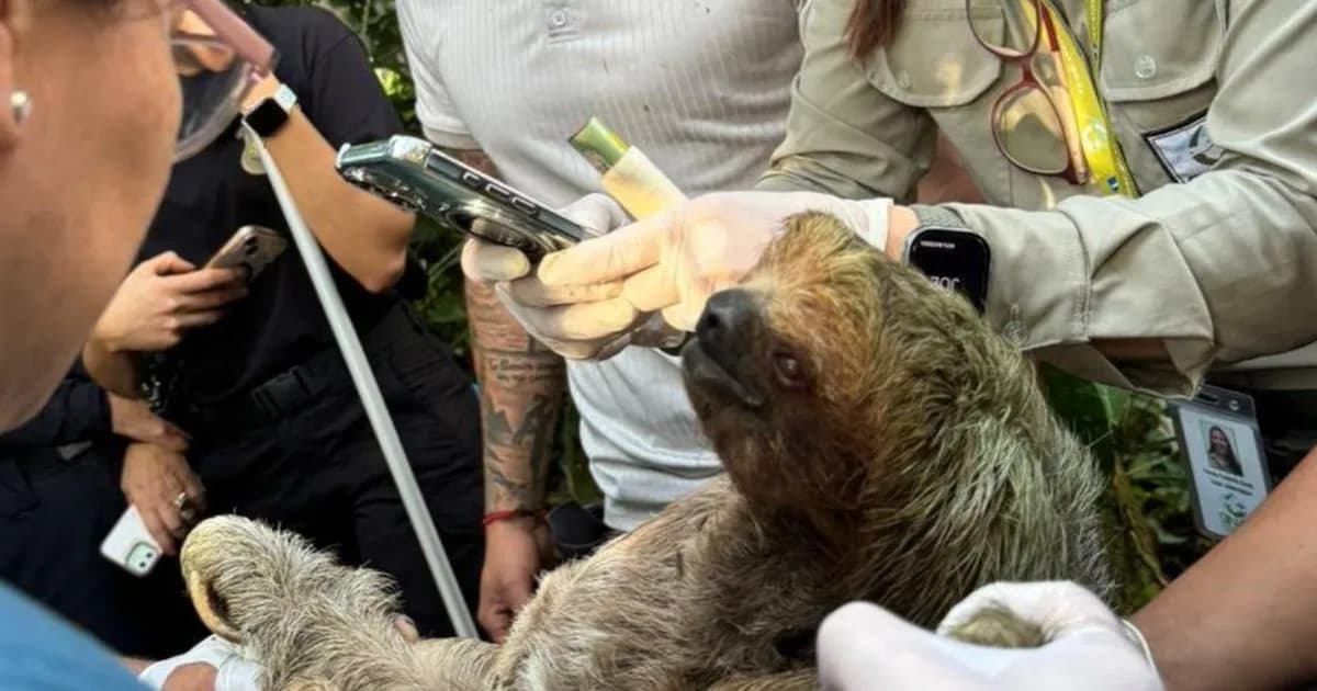 Rescatan animales silvestres en Costa Rica en operativos contra tráfico ilegal