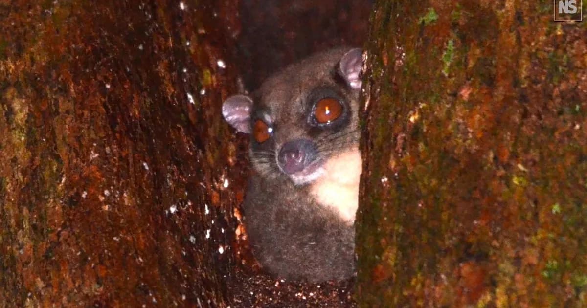 Descubrimiento en Papúa Occidental: reaparecen dos mamíferos extintos hace milenios