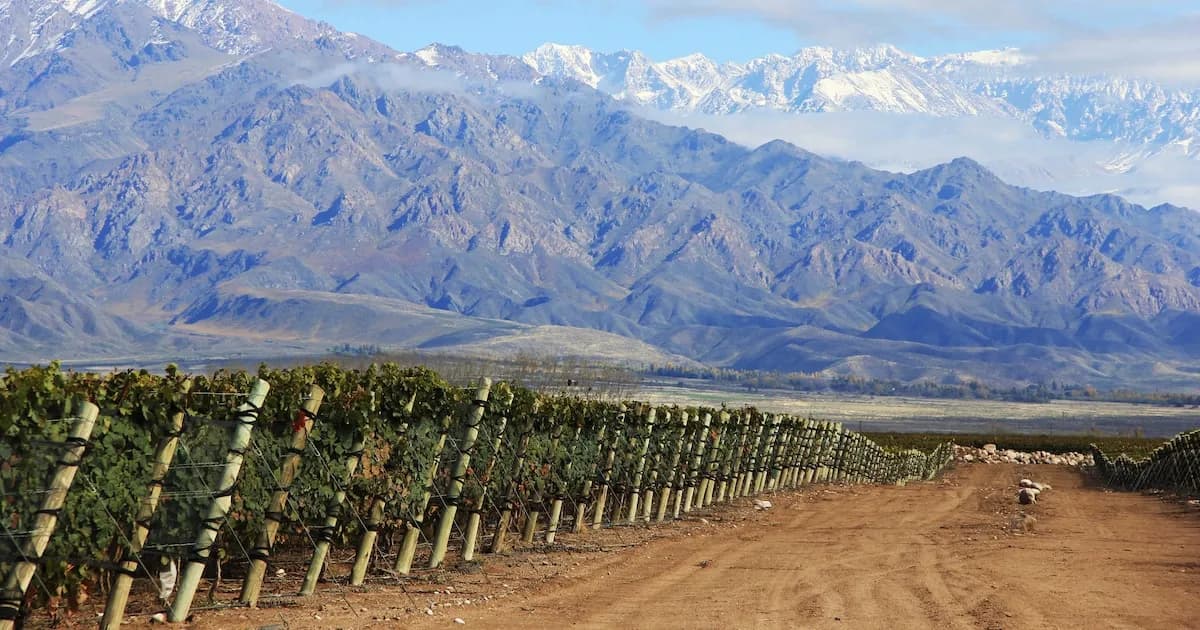 La crisis vitivinícola en Mendoza: un desafío político y económico urgente