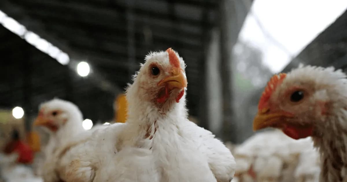 Alerta en Buenos Aires: brote de influenza aviar H5 en aves de corral