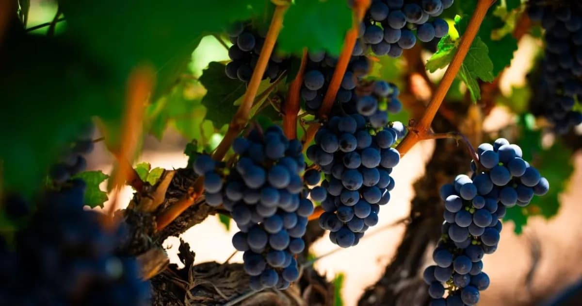 Crisis en la vitivinicultura: el sector busca nuevas estrategias para revertir la situación