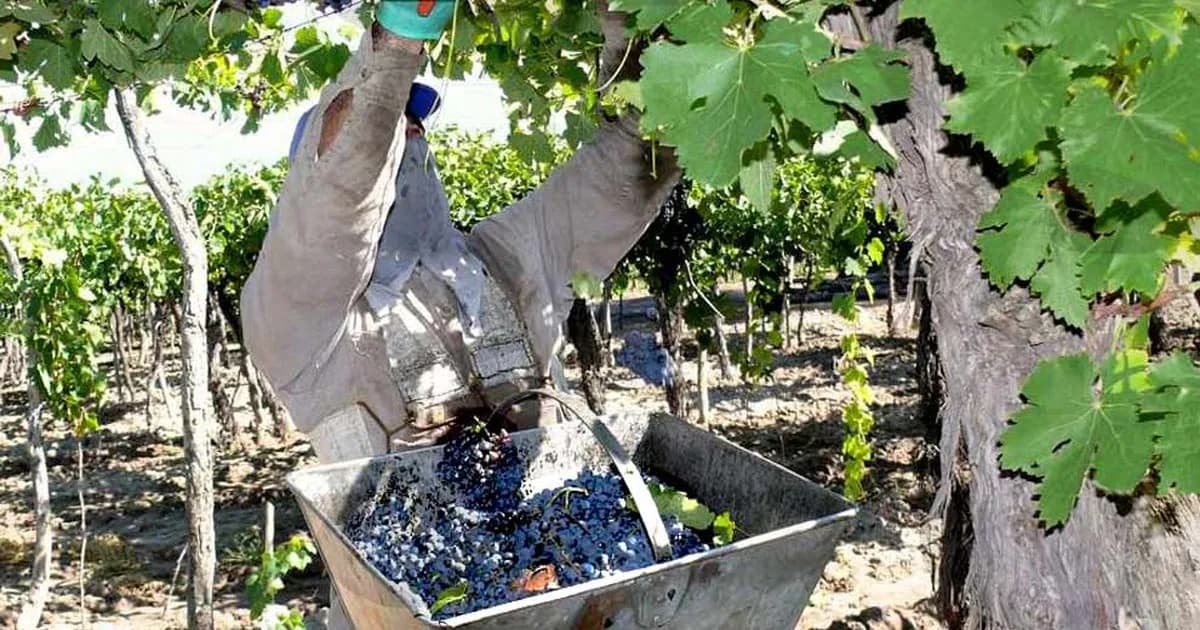 Economías regionales: crisis del vino y la yerba mate generan tensiones en Mendoza y Misiones