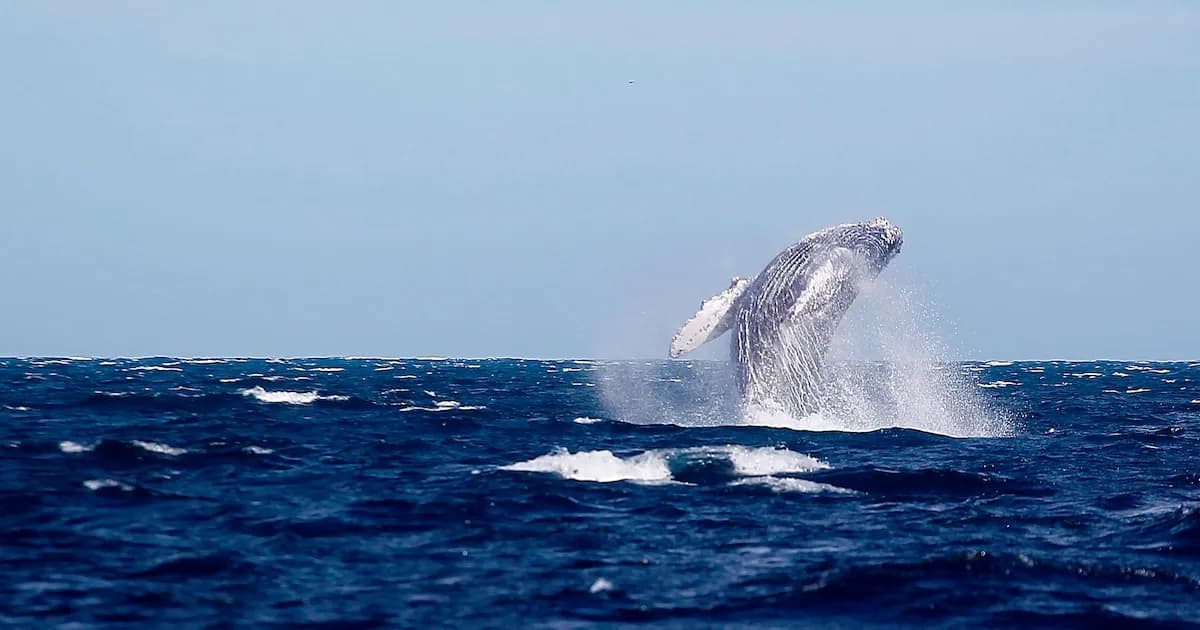 Preocupación por ballena varada en San Ignacio: fuerte oleaje la golpea contra las rocas