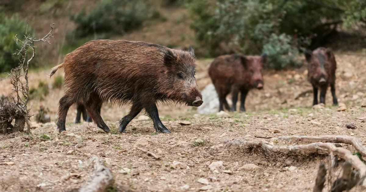 Confirman caso de peste porcina africana en Barcelona y cierran el Parque de Collserola