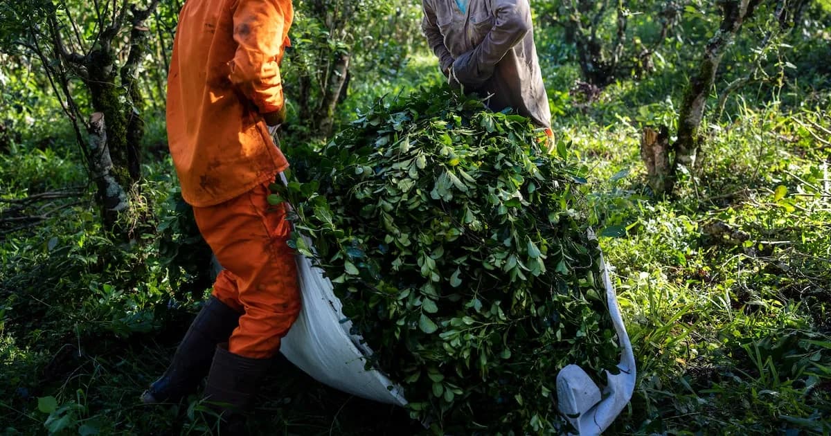 Crisis en Misiones: Aumenta la migración laboral hacia Brasil por falta de oportunidades
