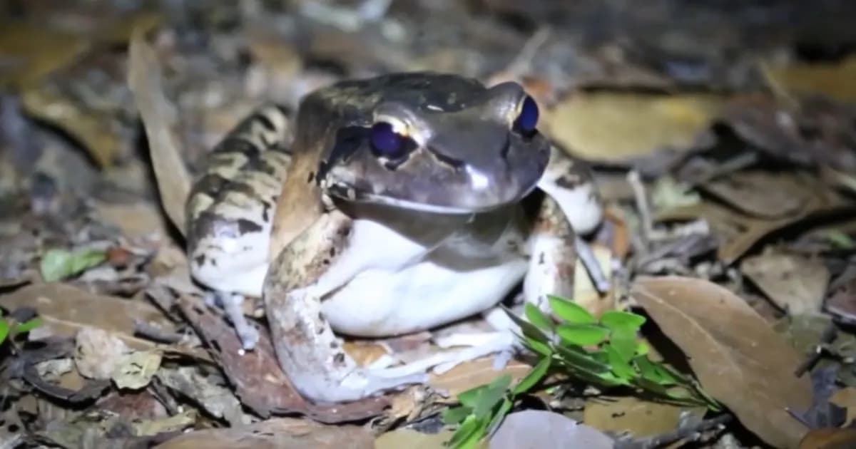 El pollo de montaña: el enigmático anfibio en peligro en el Caribe
