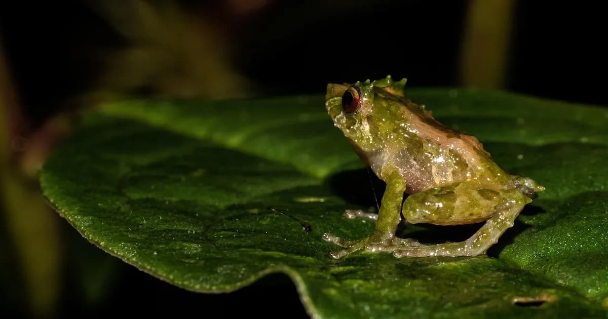 Exclusivo: Investigadores describen una nueva especie de rana en los bosques de los Andes orientales de Ecuador