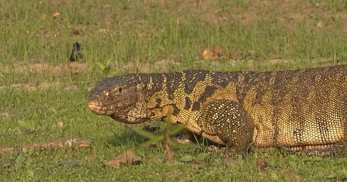 Reptil invasor amenaza la biodiversidad en Florida y preocupa a científicos