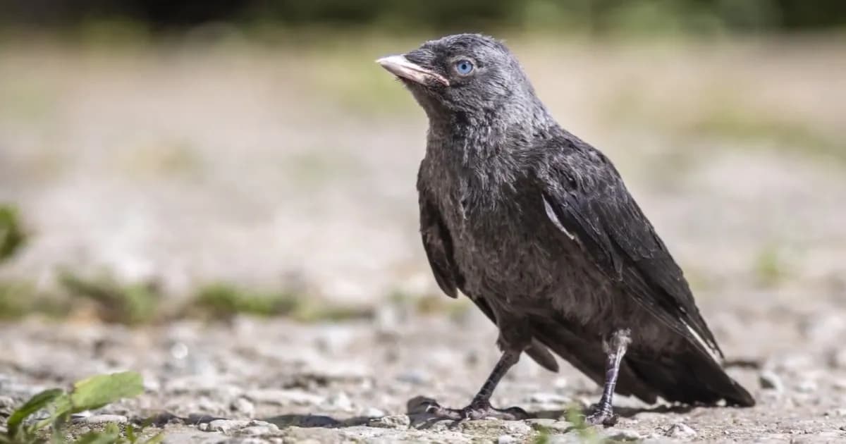 Polluelos de grajilla: un ingenioso sistema para detectar peligros desde el nido