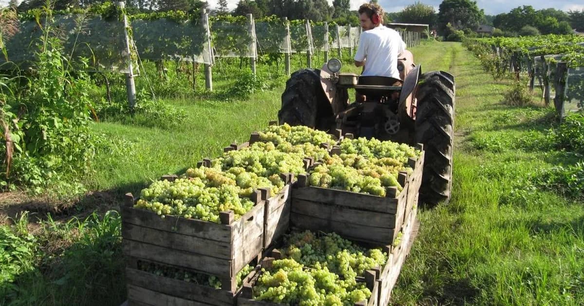Desafíos de la vitivinicultura argentina: exportaciones y presión fiscal en debate