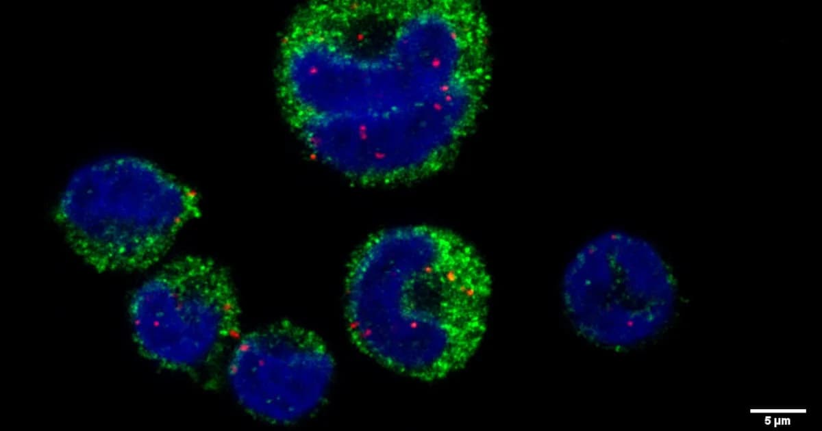 Investigadores revelan cómo el parásito de la malaria manipula el sistema inmunológico
