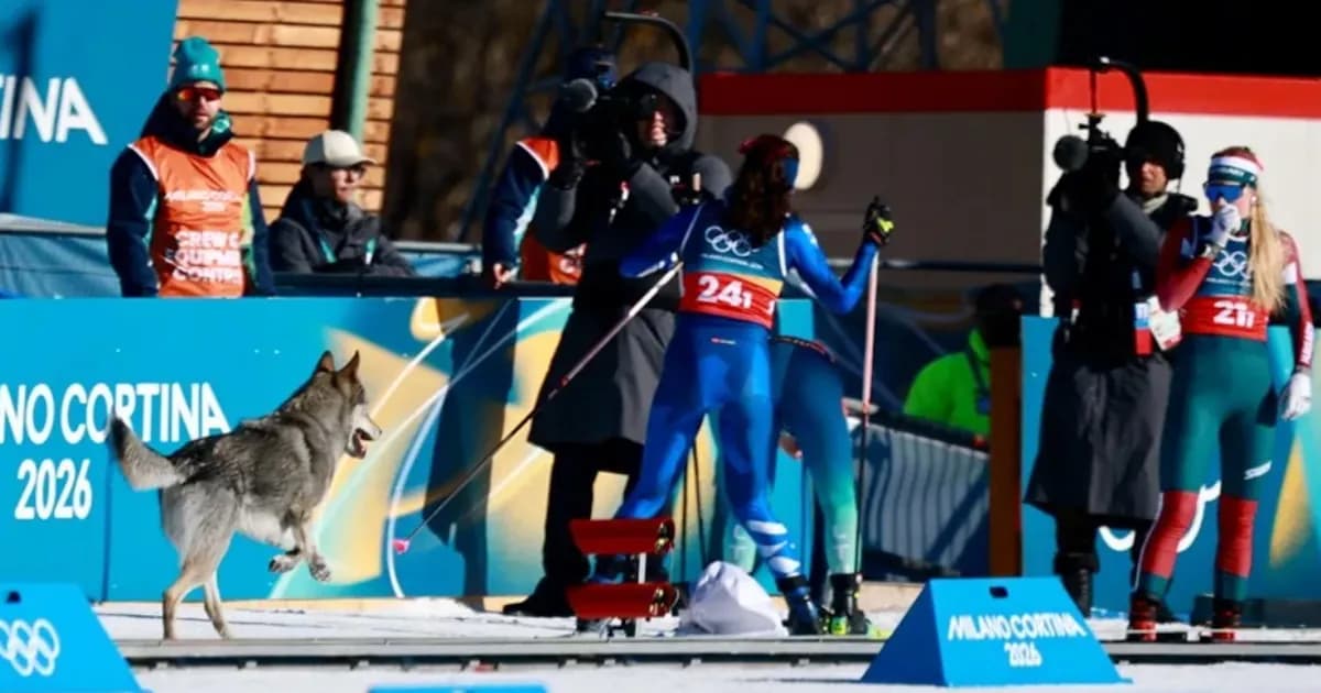 Futbol: Un perro lobo, el protagonista de los Juegos Olímpicos de Invierno: se cuela en la recta de meta del esquí de fondo y sale en la fotofinish