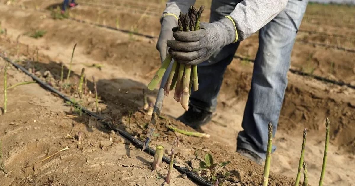 Perú enfrenta crisis por uso ilegal de plaguicidas en el sector agroexportador
