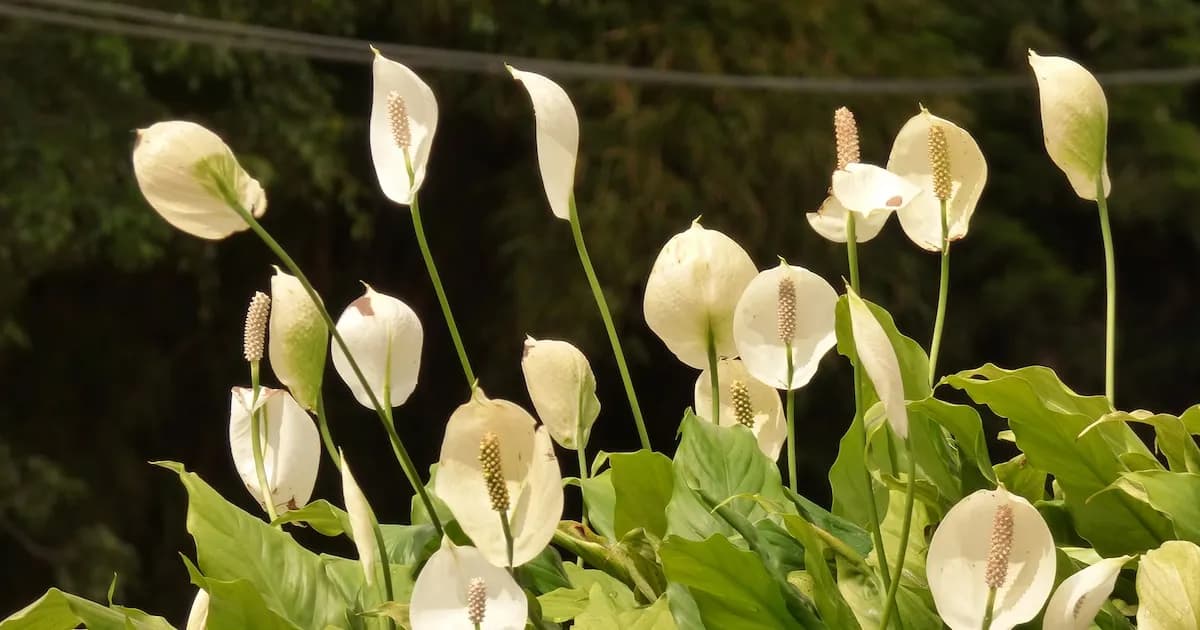 La planta ideal para purificar el aire en casa sin complicaciones