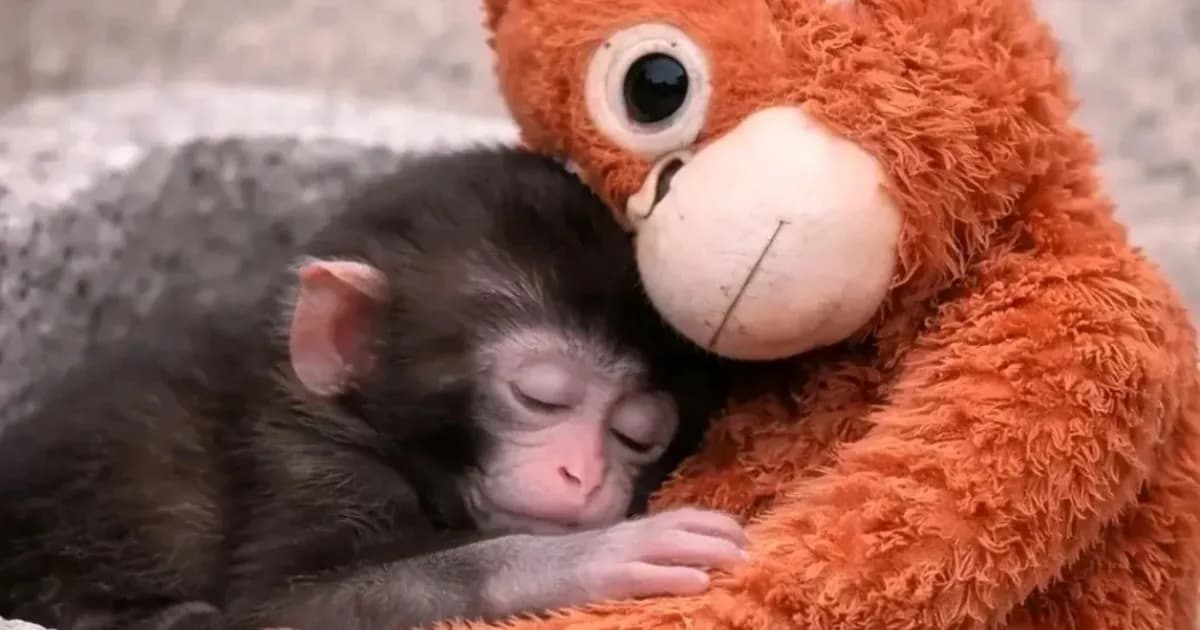 Punch, el mono solitario y su peluche que cautivan a México y al mundo