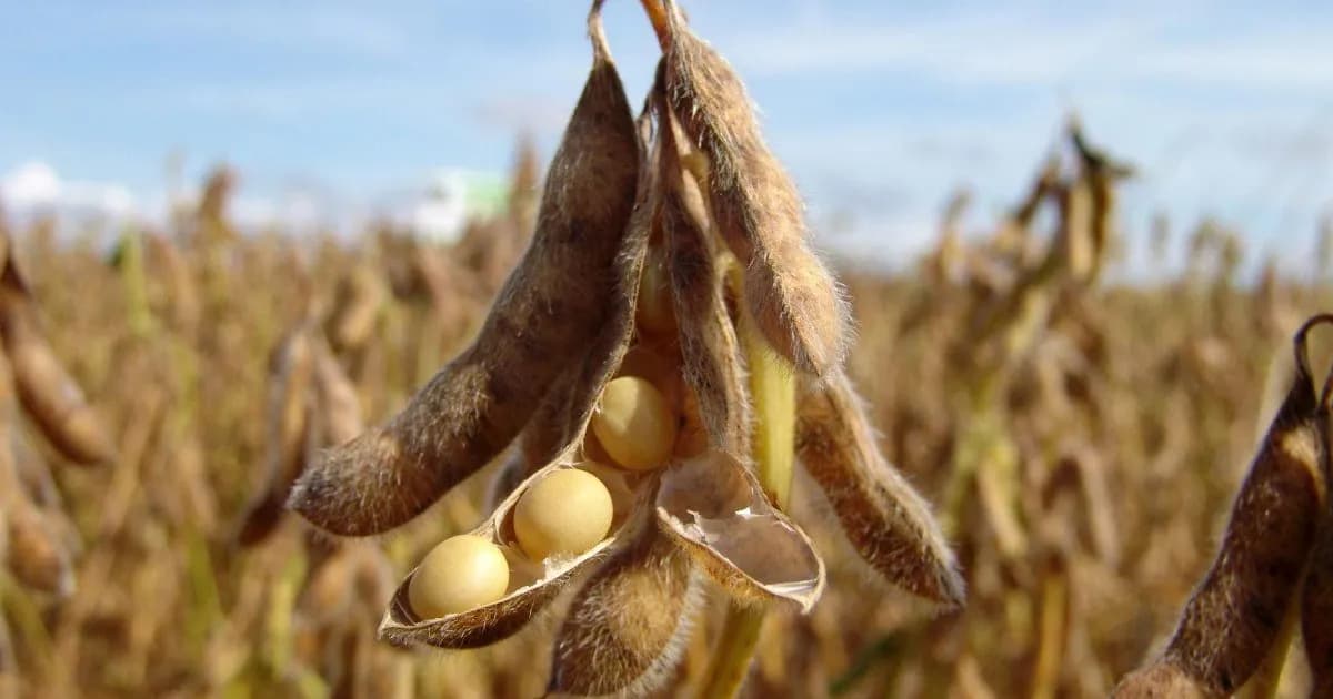 Lluvias traen alivio al agro argentino, pero tormentas afectan 400.000 hectáreas