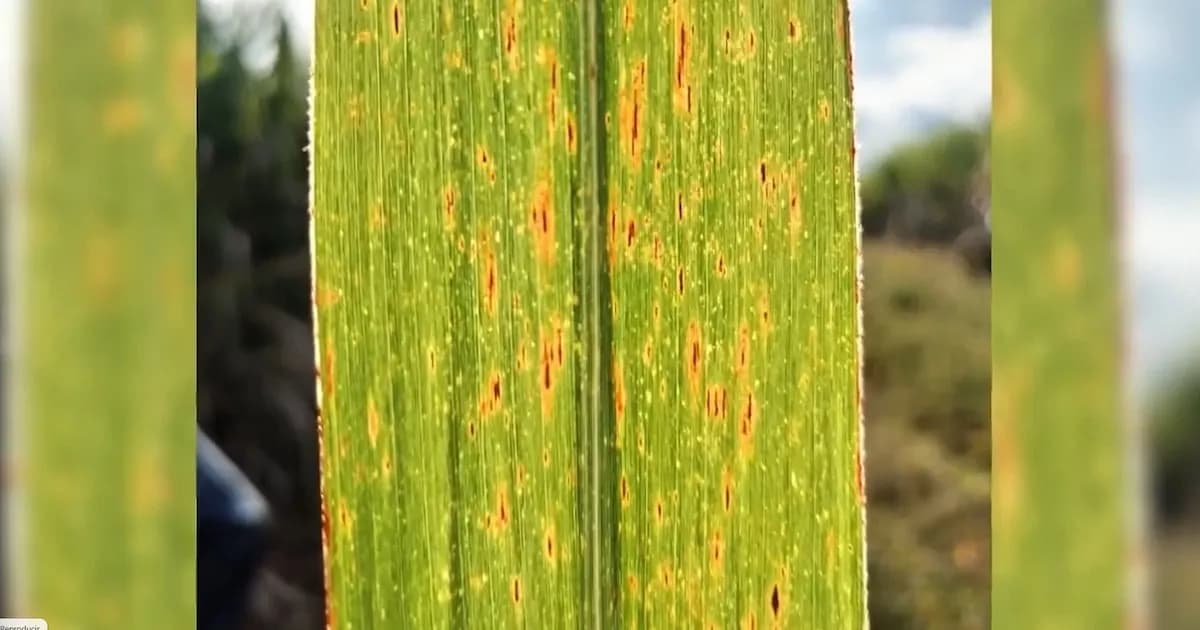 Emergencia en Costa Rica: Roya naranja afecta producción de caña de azúcar