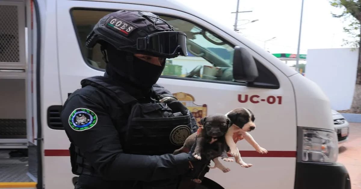 Desmantelan veterinaria clandestina en Ecatepec: hallan restos de animales