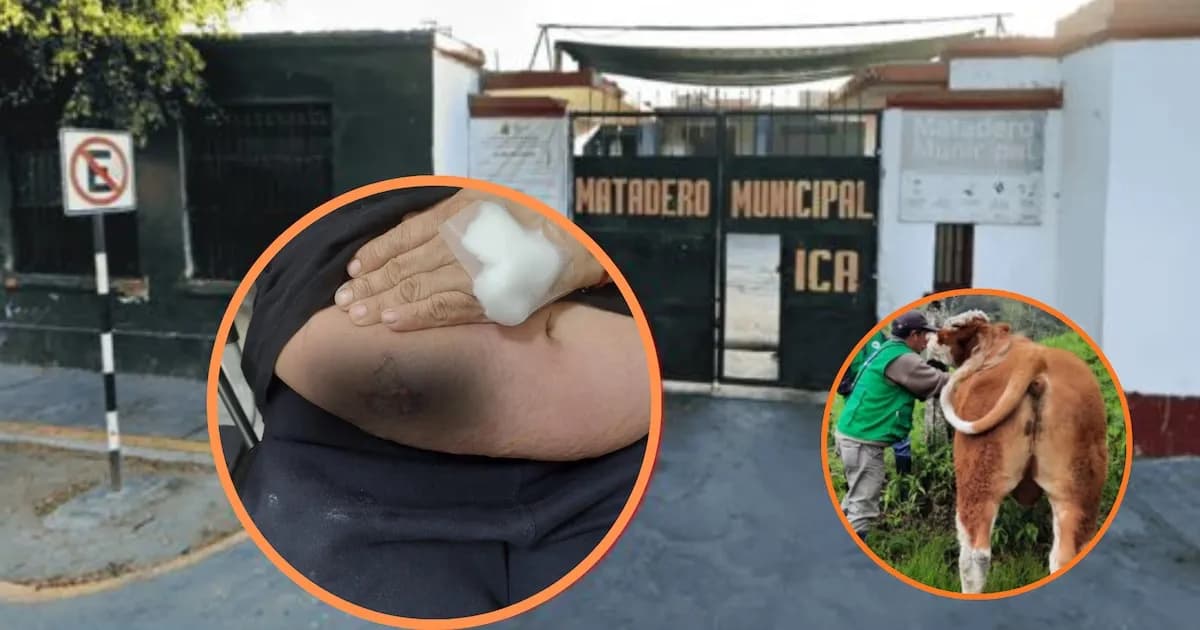 Alerta en Ica por carbunco: síntomas, grupos en riesgo y casos en Perú