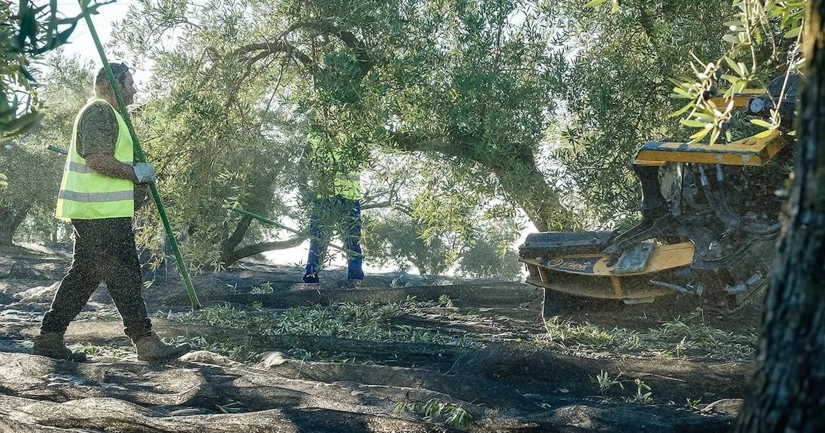 Consecuencias de las lluvias en la cosecha de aceite de oliva: Calidad y precios en juego