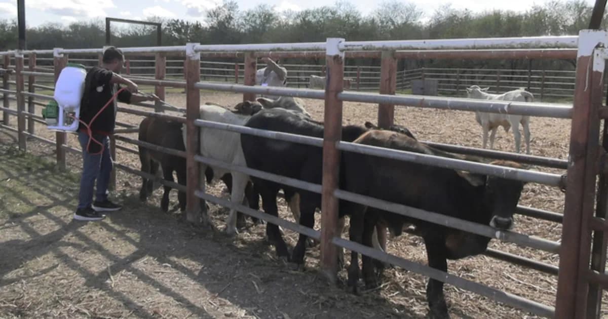 Nace Comisión Nacional para combatir el gusano barrenador del ganado