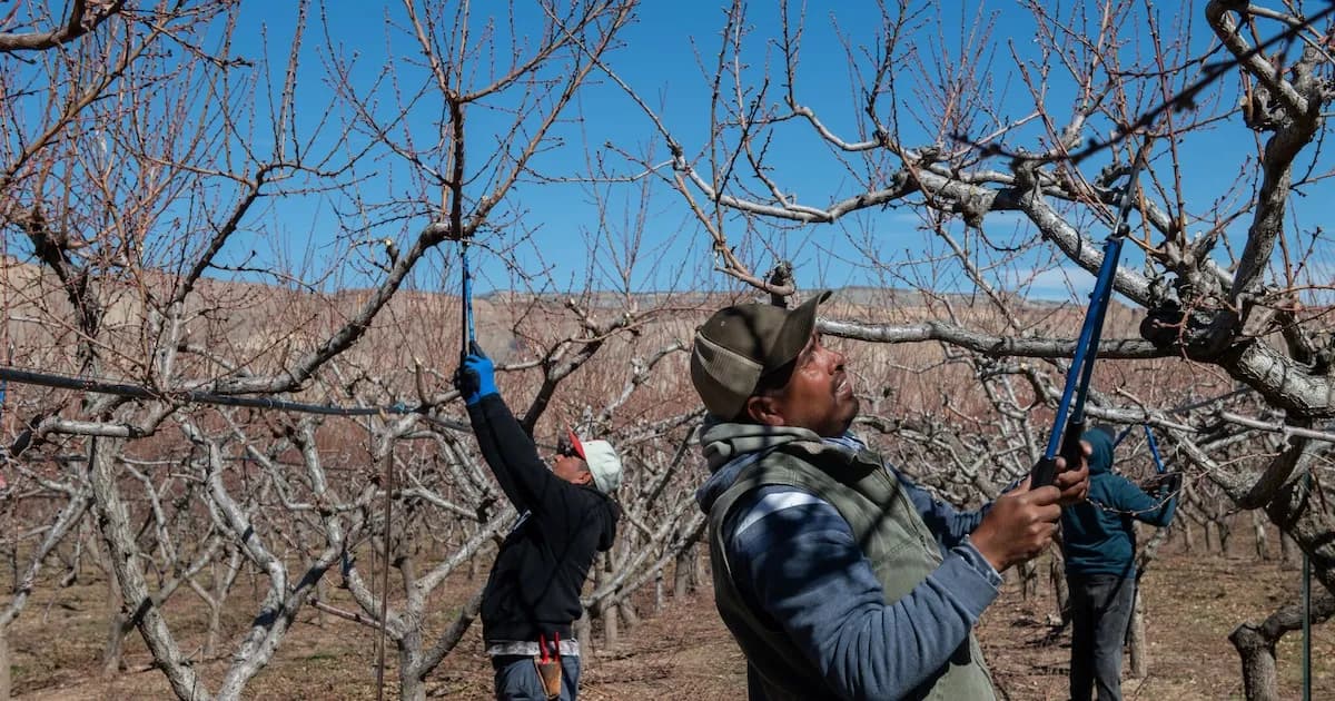 El Gobierno de EE.UU. enfrenta escasez de mano de obra agrícola y recurre a migrantes