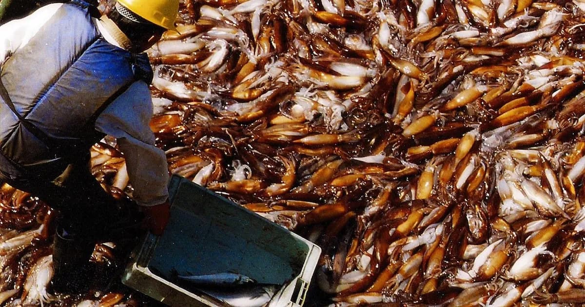 Récord en la Captura de Calamares: Inicio Excepcional para la Pesca Argentina en 2026