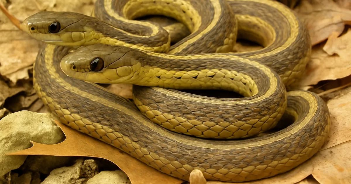 Comienza la temporada de serpientes en EE.UU.: fechas y áreas más afectadas