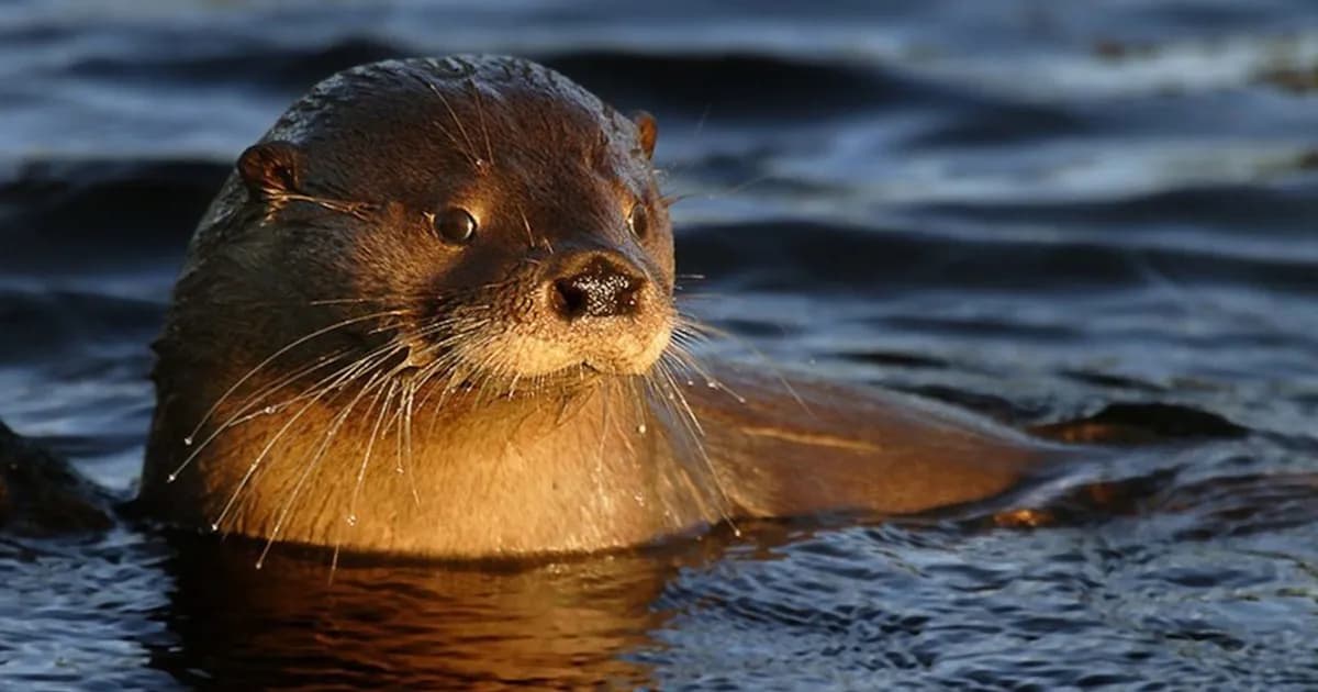 Robo de cámara en Parque Nahuel Huapi pone en riesgo estudio de especie en peligro