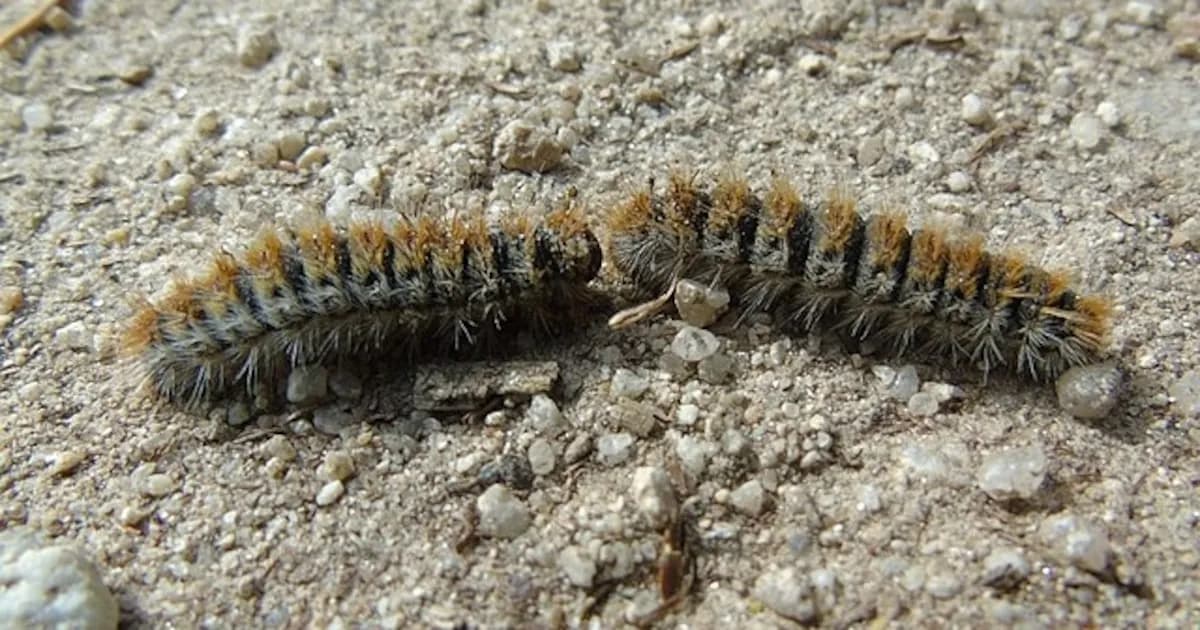 Identifican depredadores que consumen hembras de procesionaria: un avance en su control